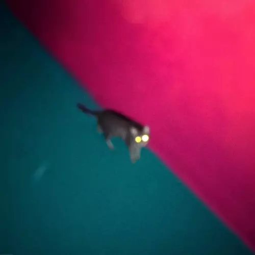 !!! (Chk Chk Chk) Wallop (Vinyl) New